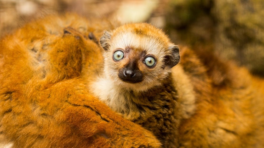 Modrooký lemur na světě vymírá. Pomoci má šest evropských center, jedno vznikne i v Česku